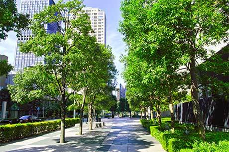 Bäume und Fußweg in einer Stadt, im Hintergrund befinden sich Hochhäuser.